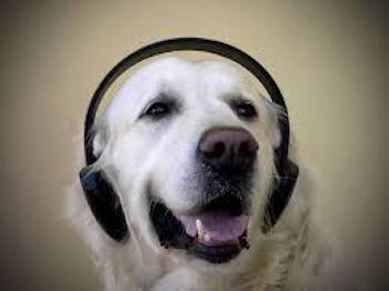 cute retriever dog wearing black headphones